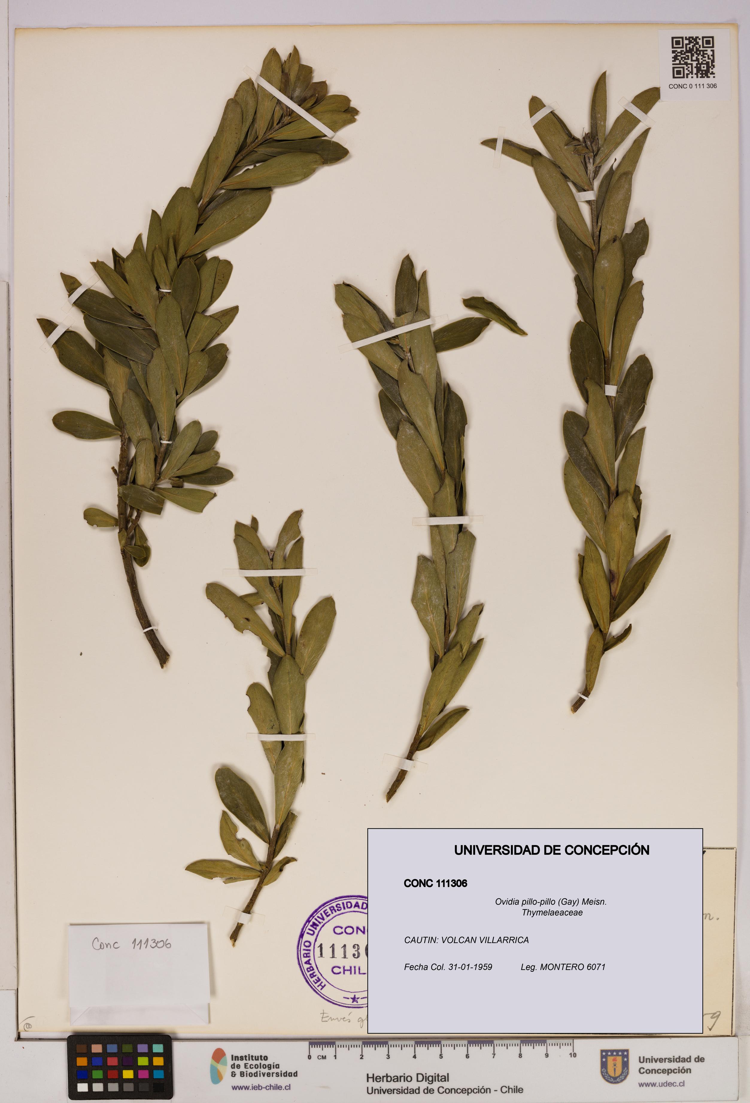 Ovidia pillo-pillo [Espécimen: UDEC:CONC:0111306]