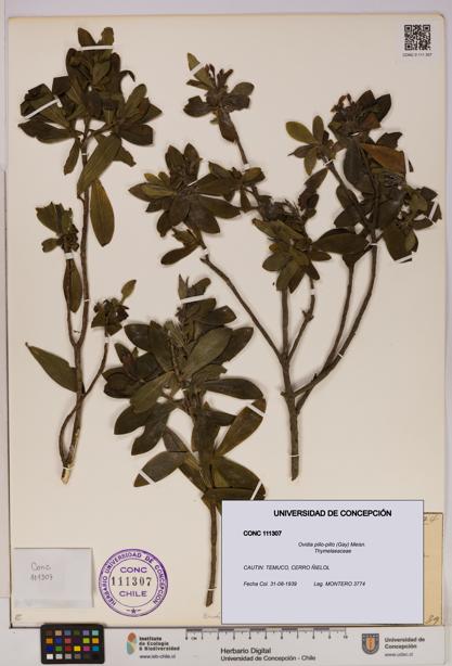 Ovidia pillo-pillo [Espécimen: UDEC:CONC:0111307]