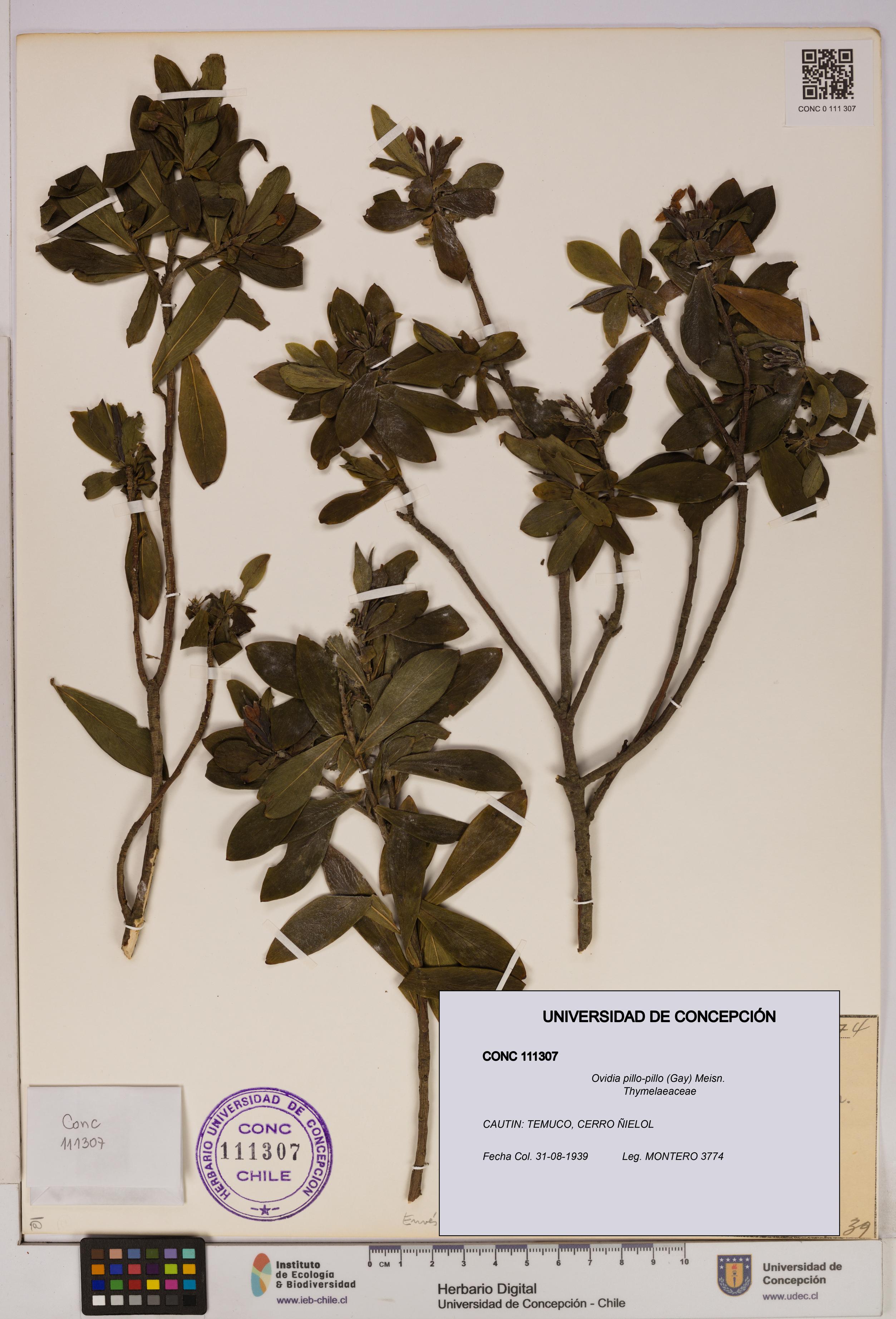 Ovidia pillo-pillo [Espécimen: UDEC:CONC:0111307]
