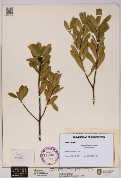 Ovidia pillo-pillo [Espécimen: UDEC:CONC:0111308]