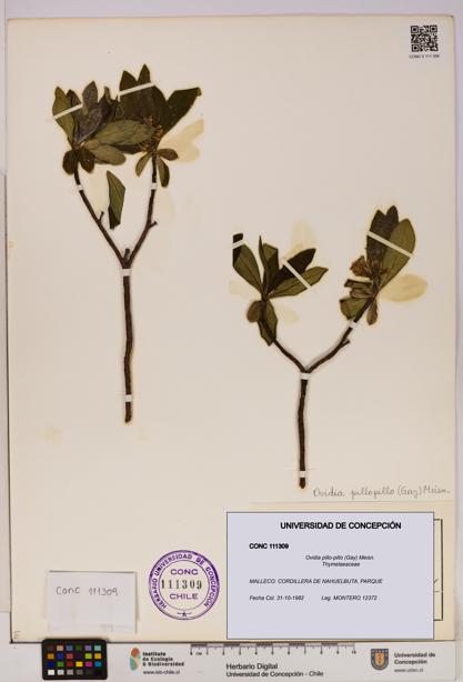Ovidia pillo-pillo [Espécimen: UDEC:CONC:0111309]