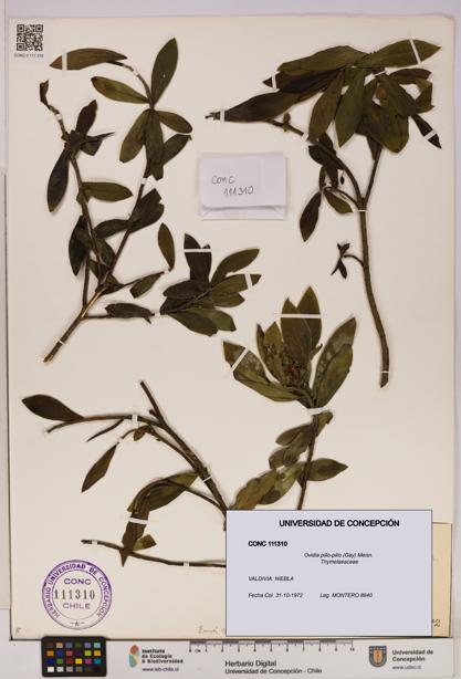 Ovidia pillo-pillo [Espécimen: UDEC:CONC:0111310]