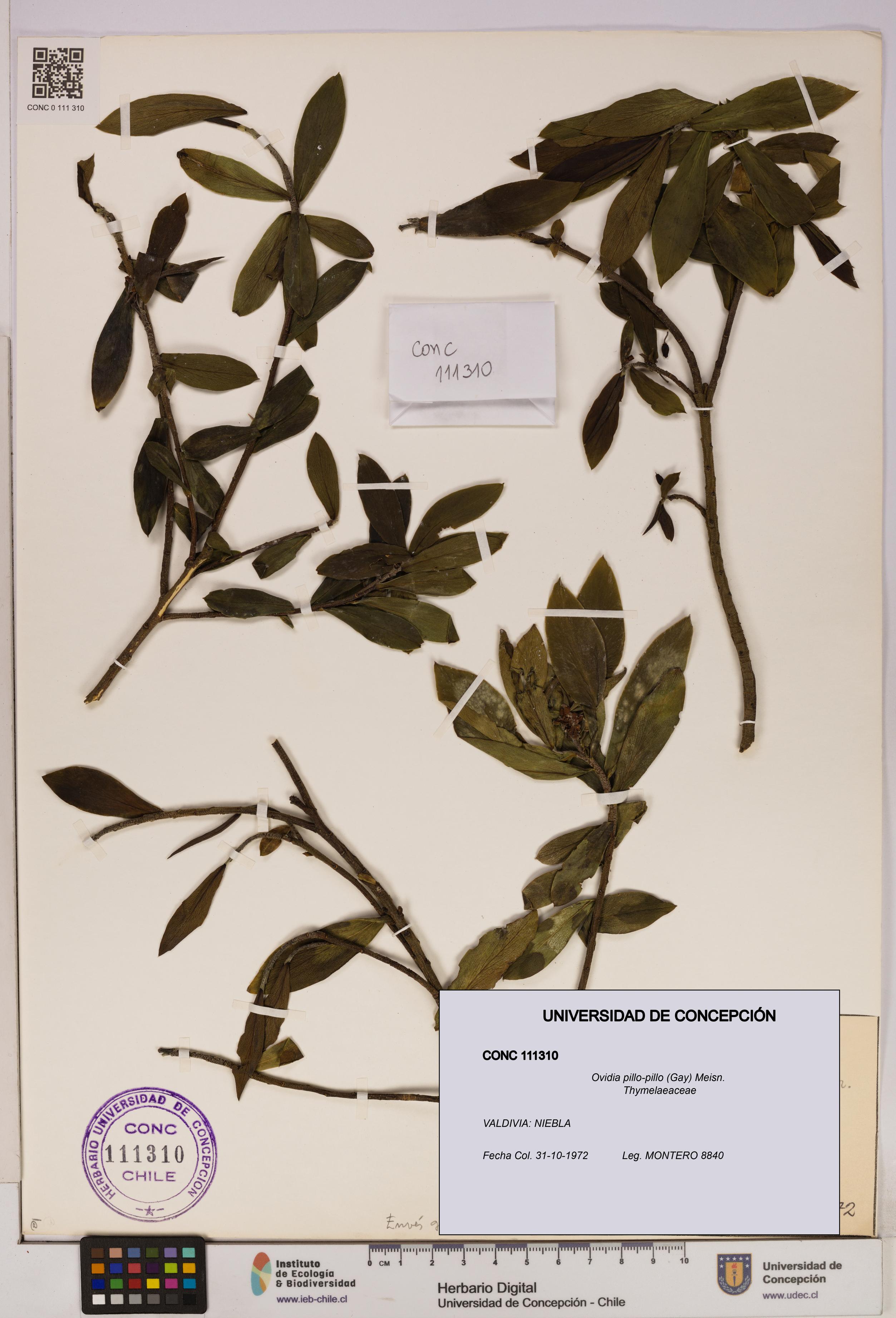 Ovidia pillo-pillo [Espécimen: UDEC:CONC:0111310]