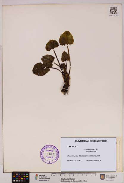 Caltha sagittata [Espécimen: UDEC:CONC:0111342]