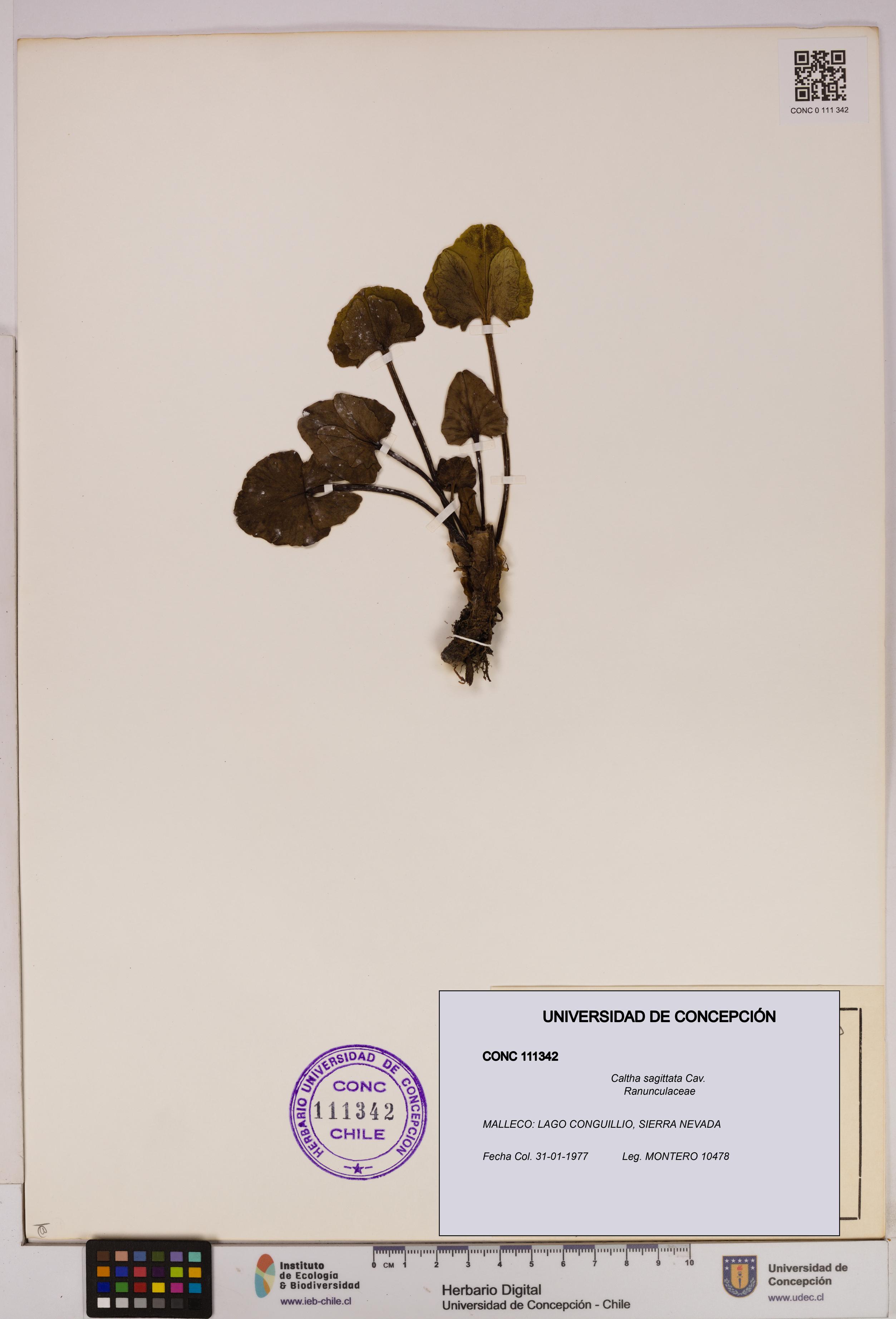 Caltha sagittata [Espécimen: UDEC:CONC:0111342]