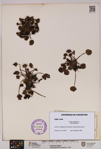 Caltha sagittata [Espécimen: UDEC:CONC:0111344]