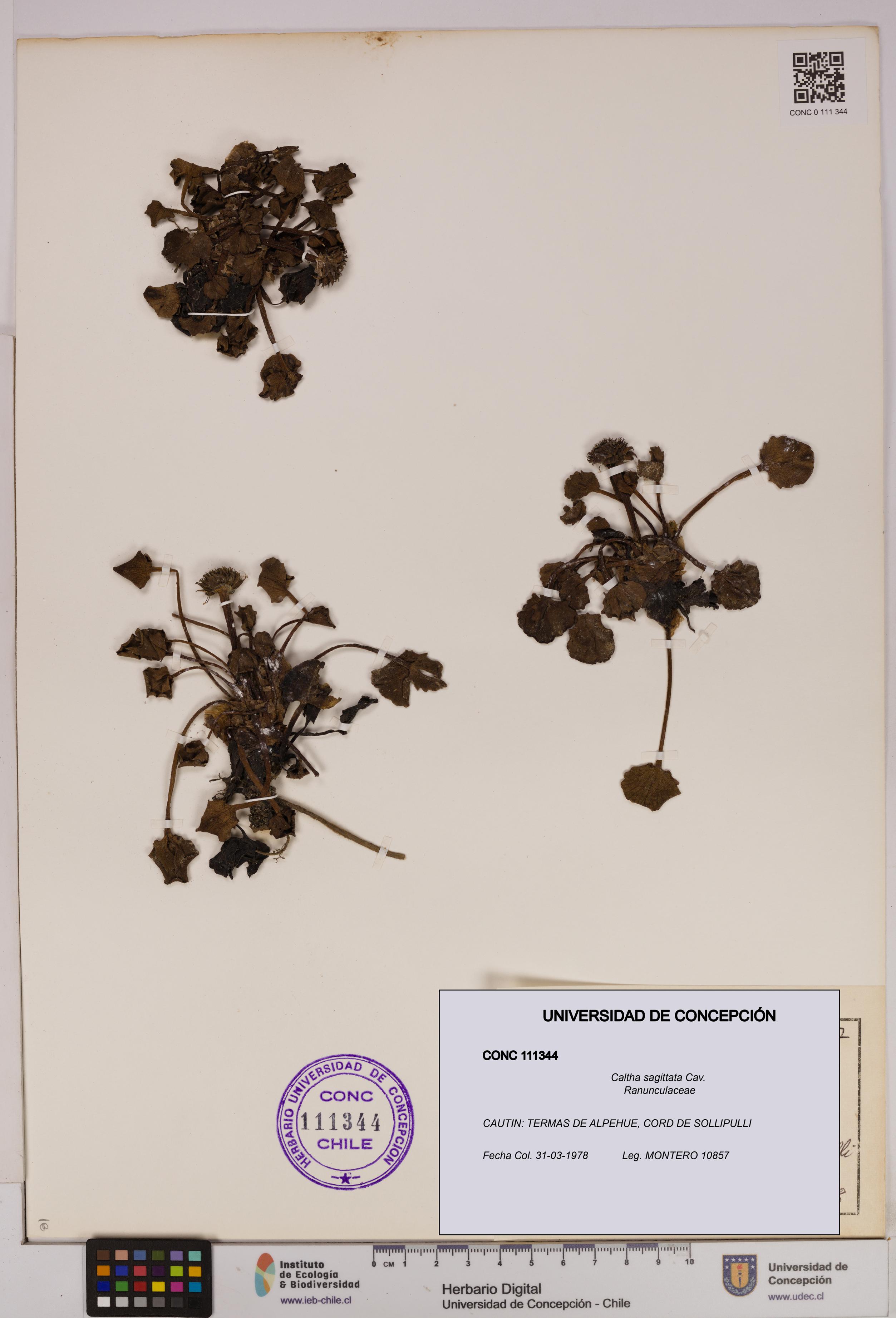 Caltha sagittata [Espécimen: UDEC:CONC:0111344]