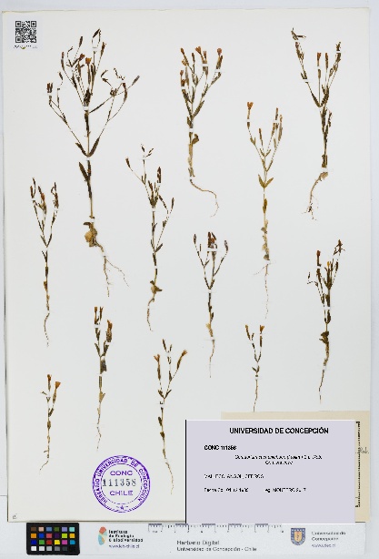 Centaurium cachanlahuen [Espécimen: UDEC:CONC:0111358]