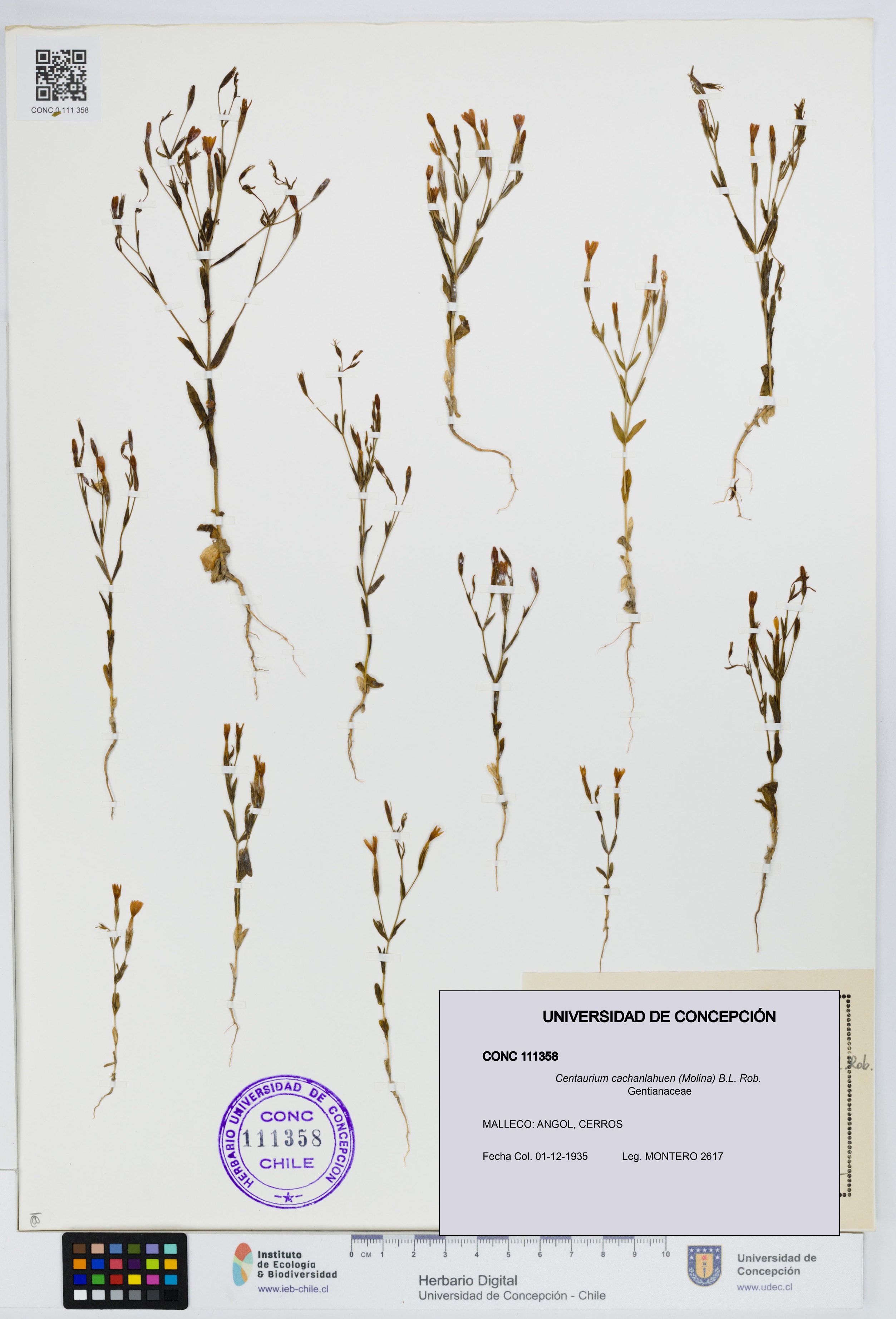 Centaurium cachanlahuen [Espécimen: UDEC:CONC:0111358]