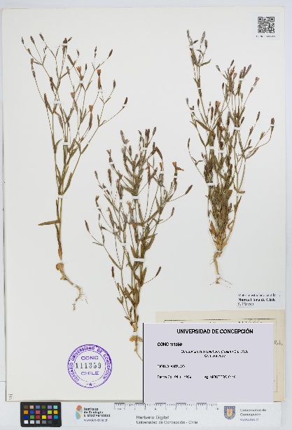 Centaurium cachanlahuen [Espécimen: UDEC:CONC:0111359]