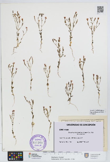 Centaurium cachanlahuen [Espécimen: UDEC:CONC:0111360]