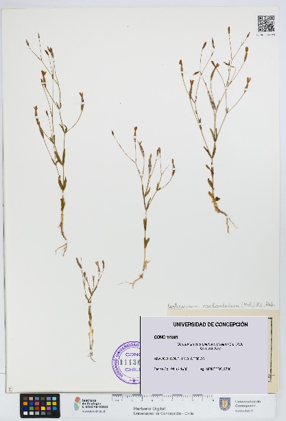 Centaurium cachanlahuen [Espécimen: UDEC:CONC:0111361]