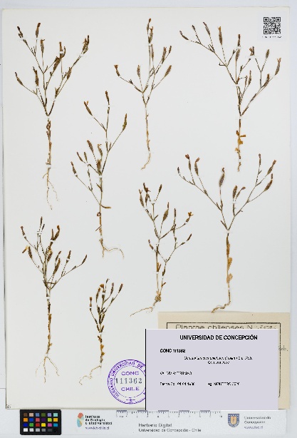 Centaurium cachanlahuen [Espécimen: UDEC:CONC:0111362]