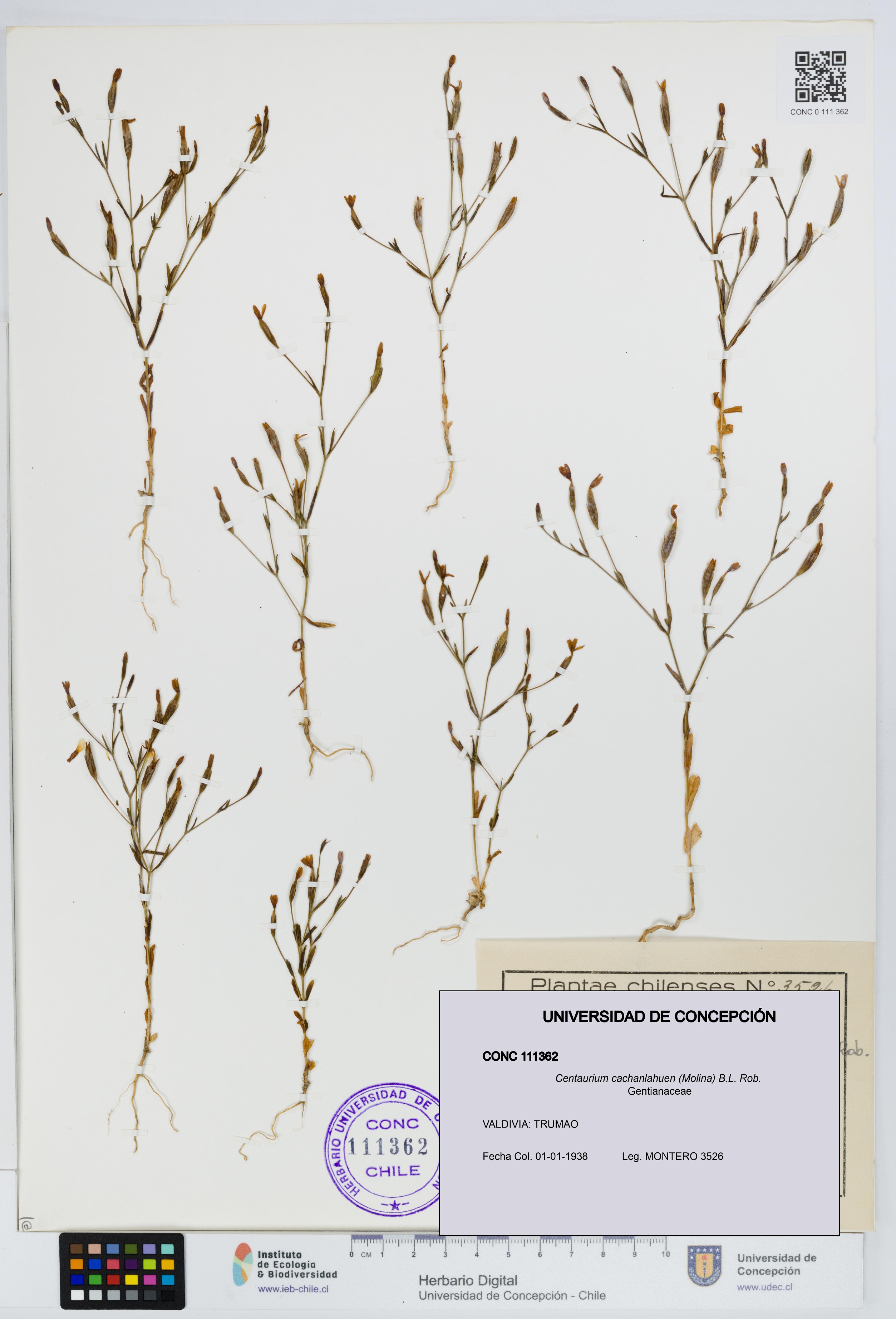 Centaurium cachanlahuen [Espécimen: UDEC:CONC:0111362]