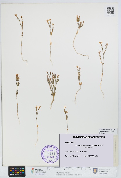 Centaurium cachanlahuen [Espécimen: UDEC:CONC:0111363]