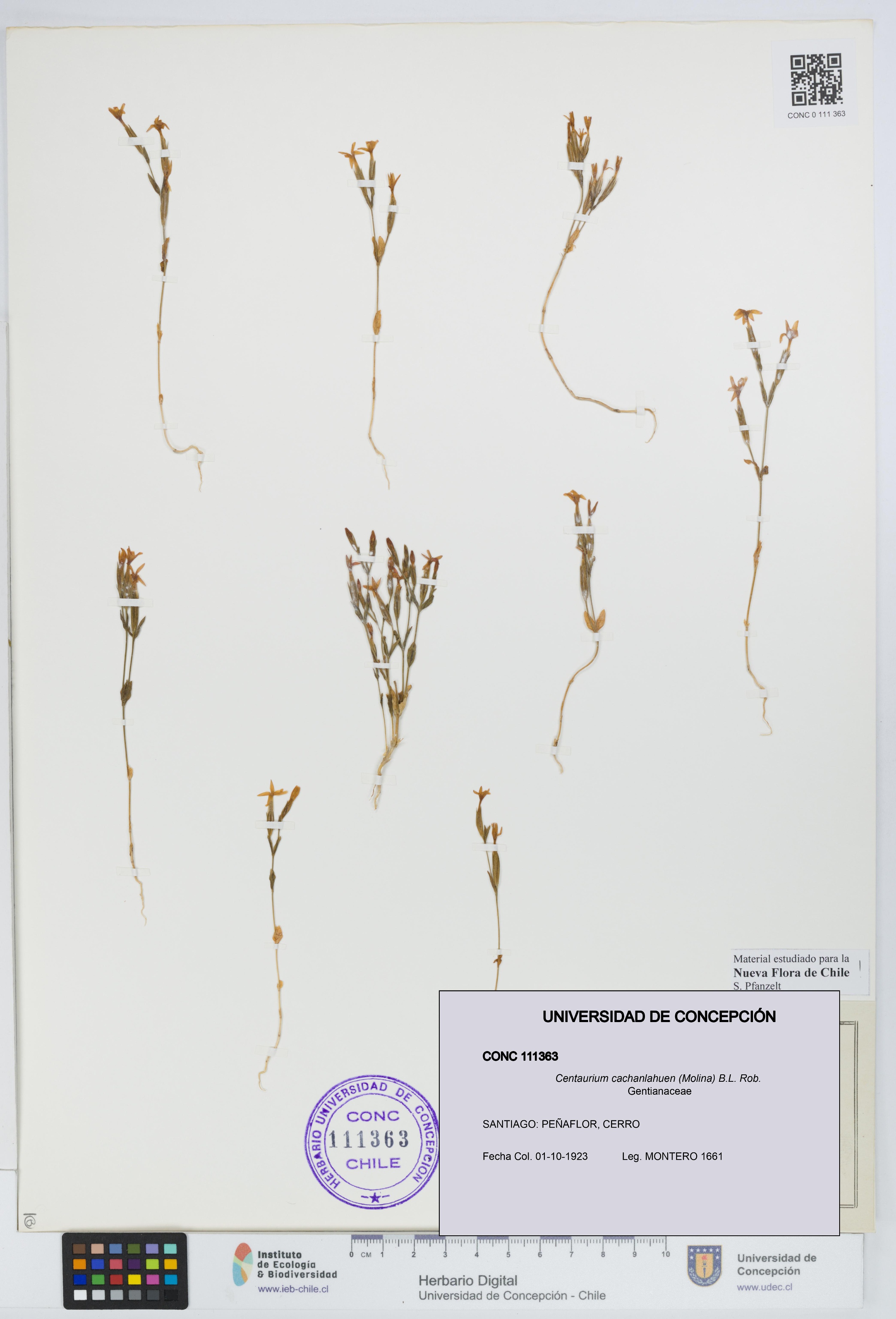 Centaurium cachanlahuen [Espécimen: UDEC:CONC:0111363]