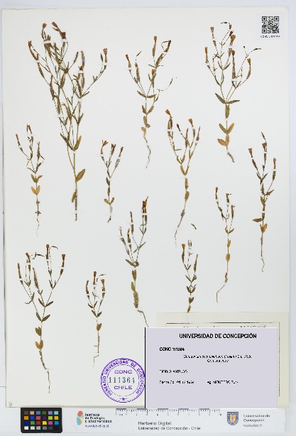 Centaurium cachanlahuen [Espécimen: UDEC:CONC:0111364]