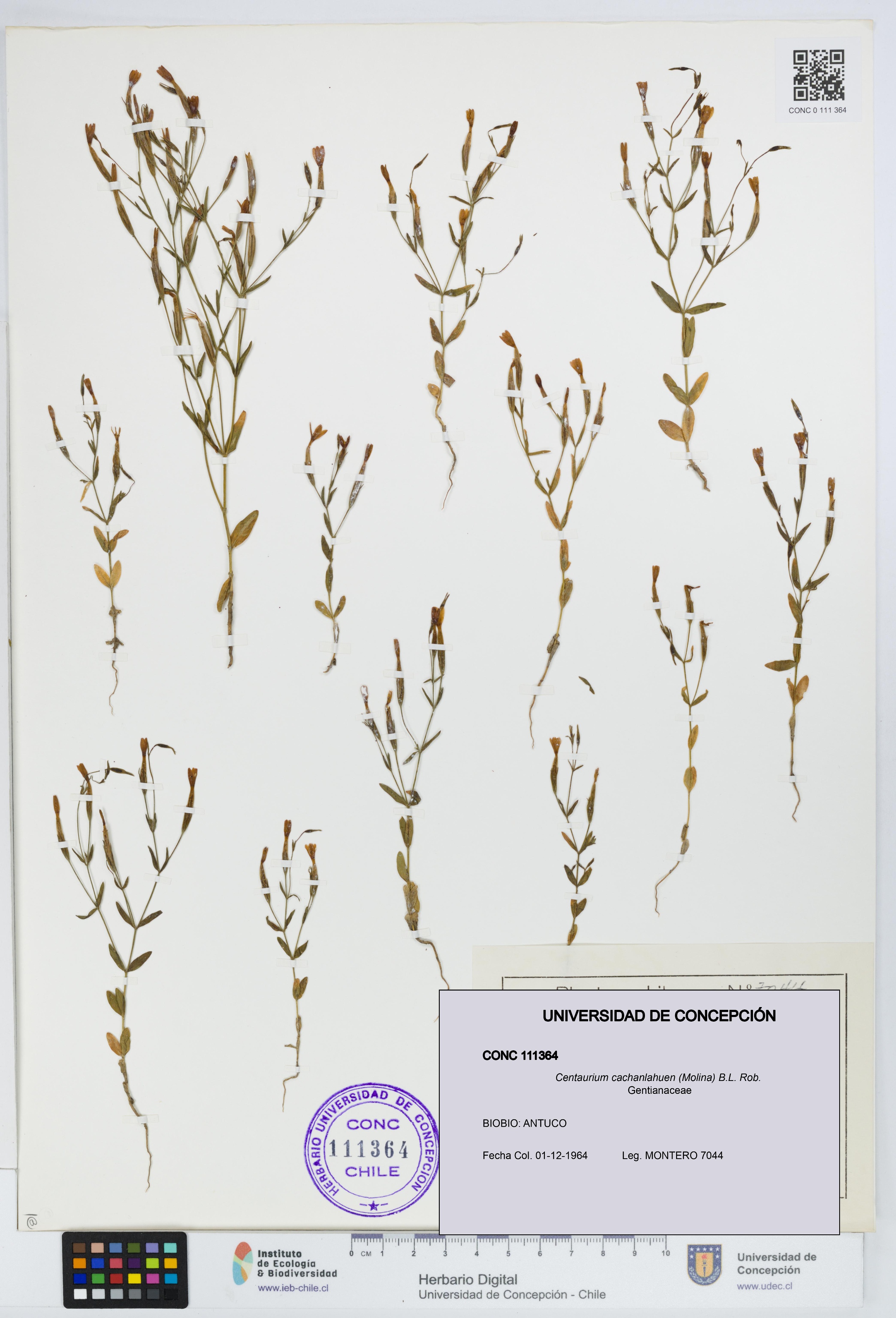 Centaurium cachanlahuen [Espécimen: UDEC:CONC:0111364]
