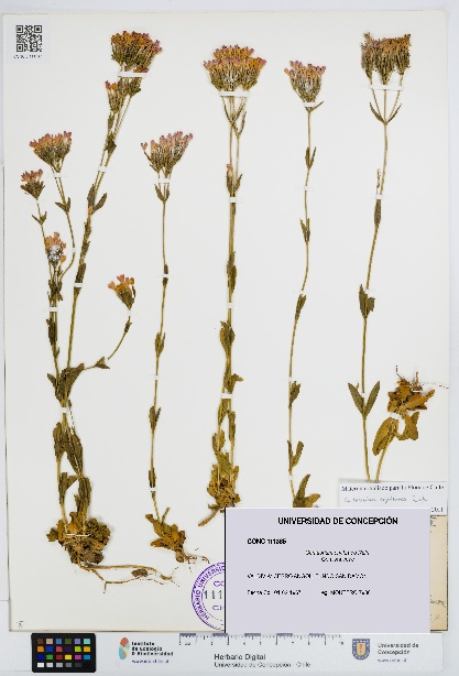 Centaurium erythraea [Espécimen: UDEC:CONC:0111365]