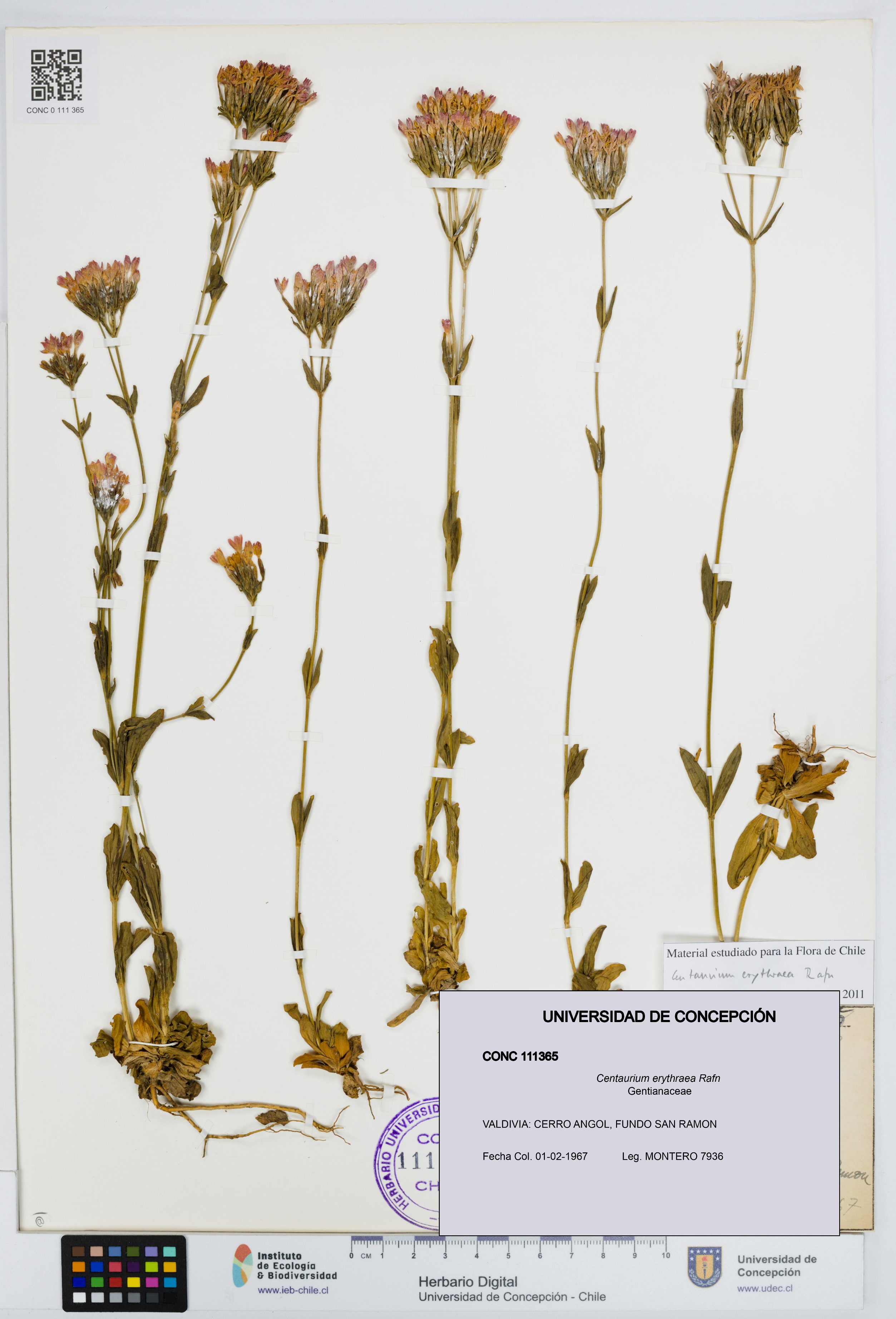 Centaurium erythraea [Espécimen: UDEC:CONC:0111365]