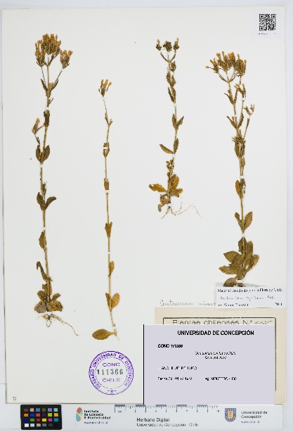 Centaurium erythraea [Espécimen: UDEC:CONC:0111366]