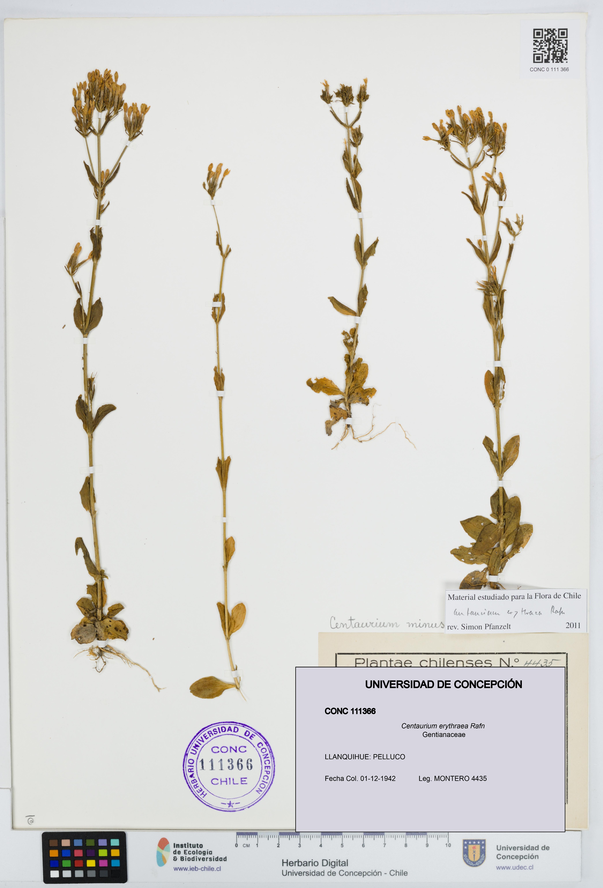 Centaurium erythraea [Espécimen: UDEC:CONC:0111366]
