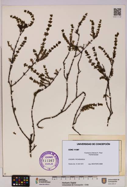 Frankenia chilensis [Espécimen: UDEC:CONC:0111367]