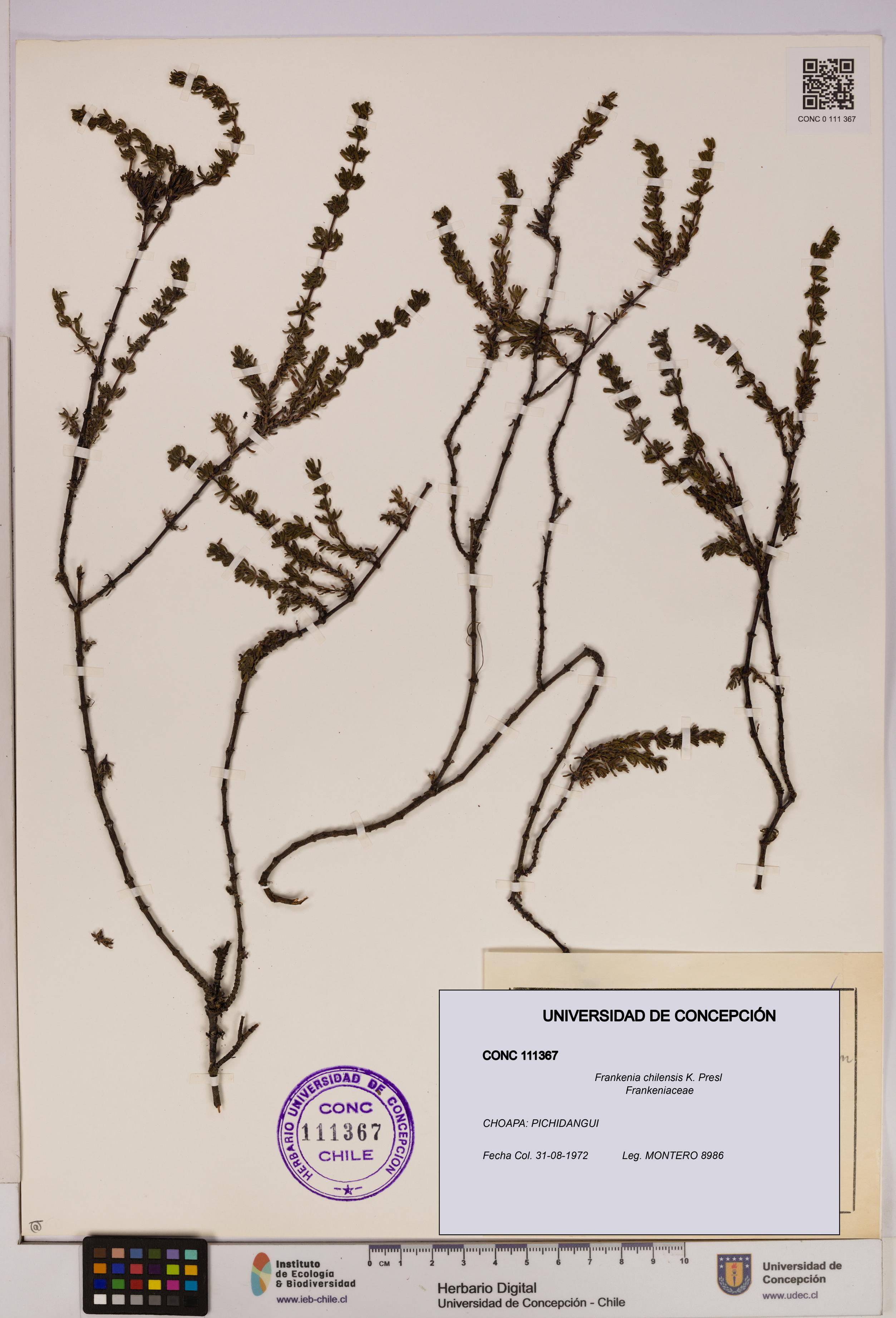 Frankenia chilensis [Espécimen: UDEC:CONC:0111367]