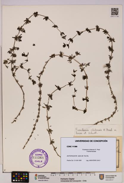 Frankenia chilensis [Espécimen: UDEC:CONC:0111368]