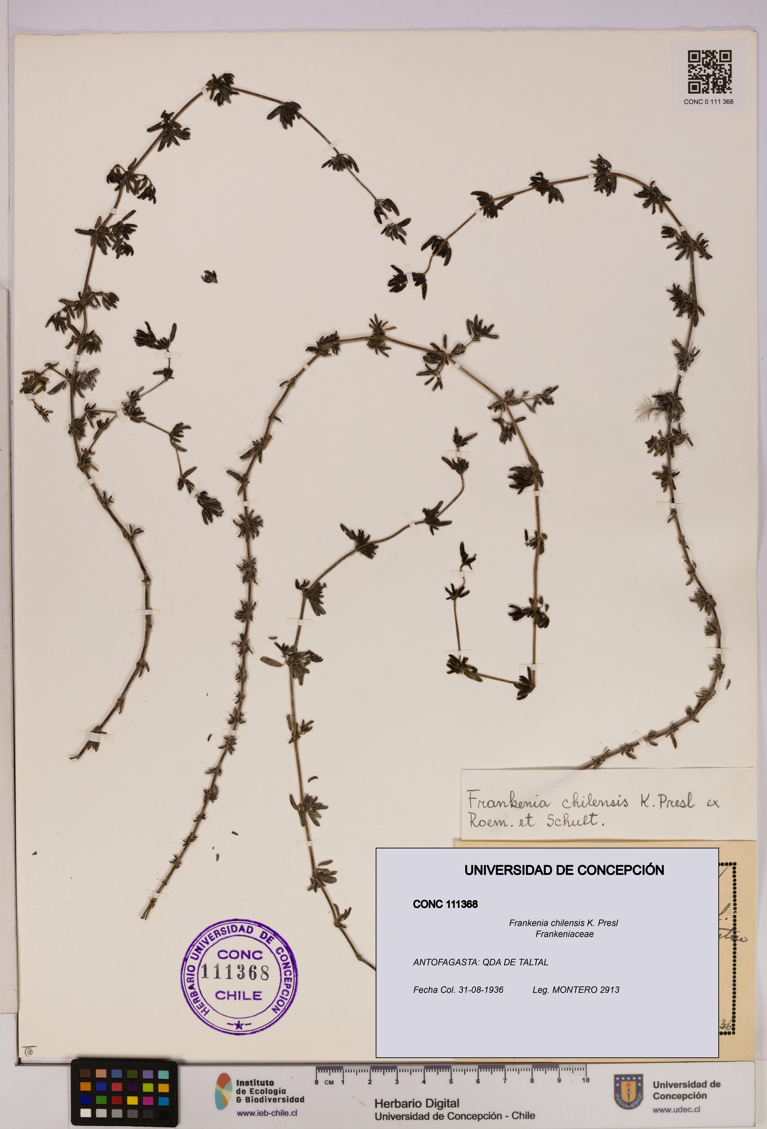 Frankenia chilensis [Espécimen: UDEC:CONC:0111368]