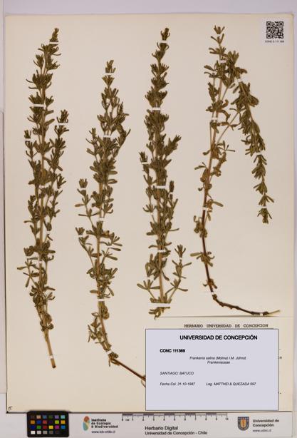 Frankenia salina [Espécimen: UDEC:CONC:0111369]