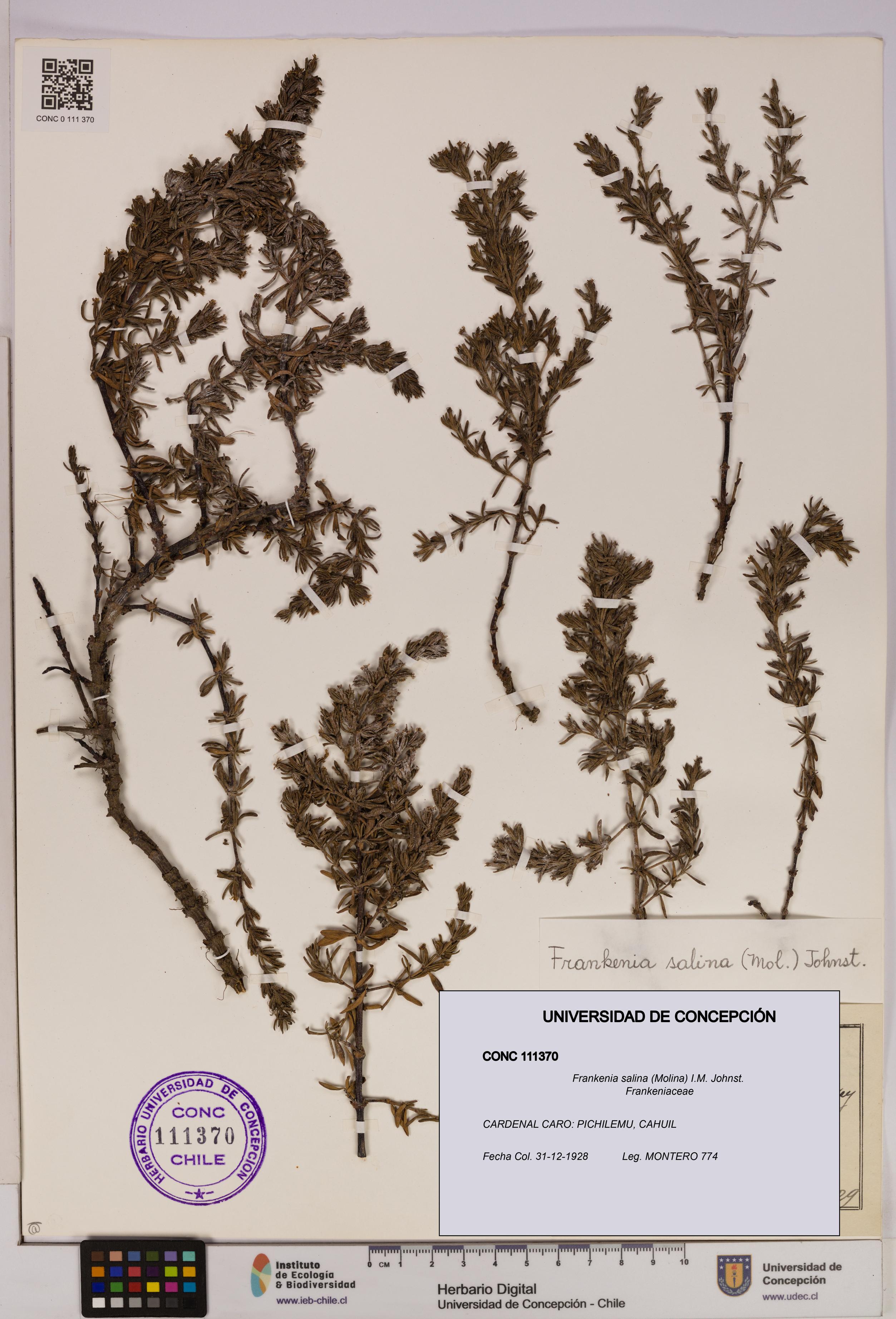 Frankenia salina [Espécimen: UDEC:CONC:0111370]