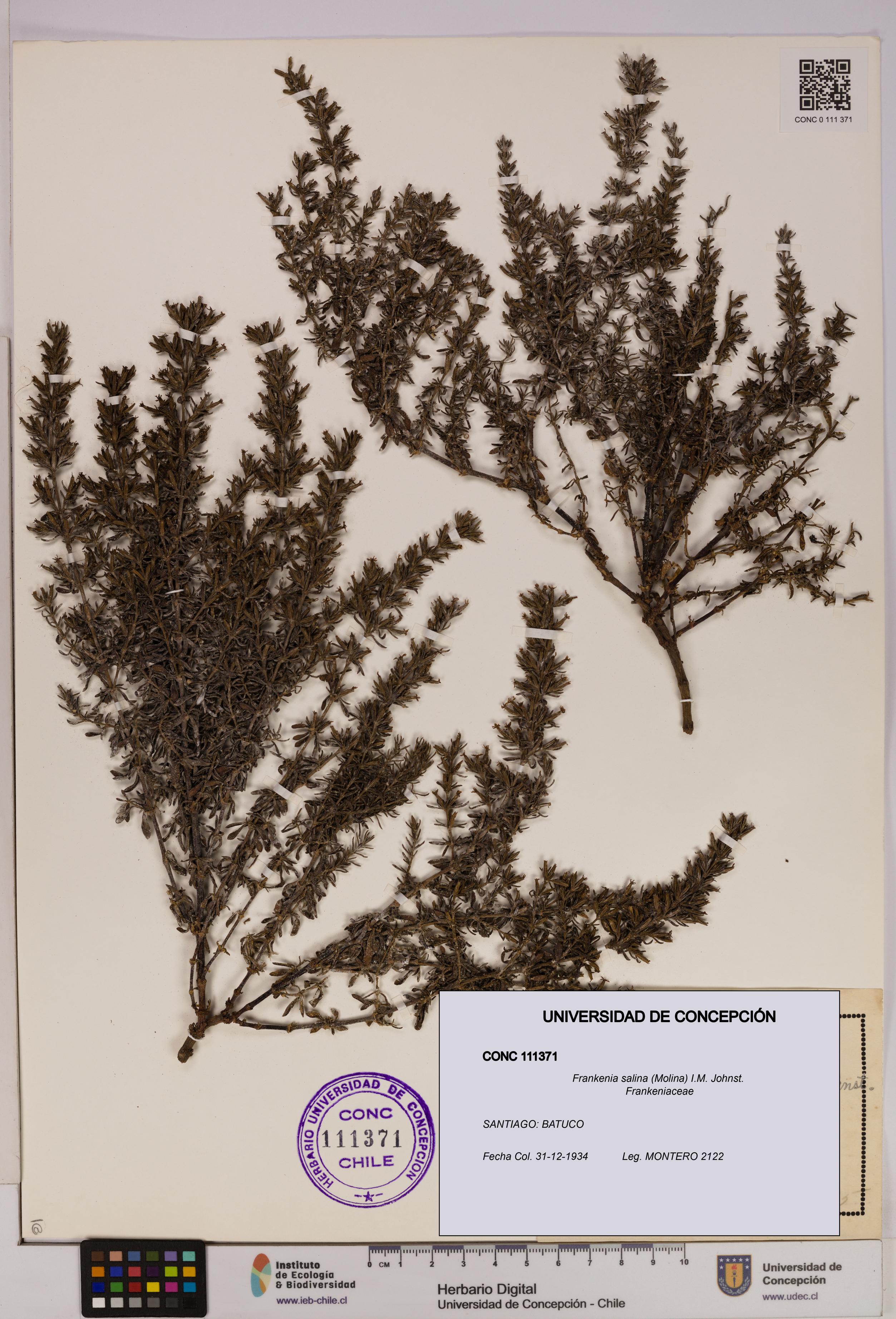 Frankenia salina [Espécimen: UDEC:CONC:0111371]