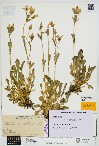 Gentianella ottonis [Espécimen: UDEC:CONC:0111372]