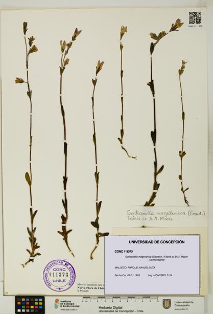 Gentianella magellanica [Espécimen: UDEC:CONC:0111373]