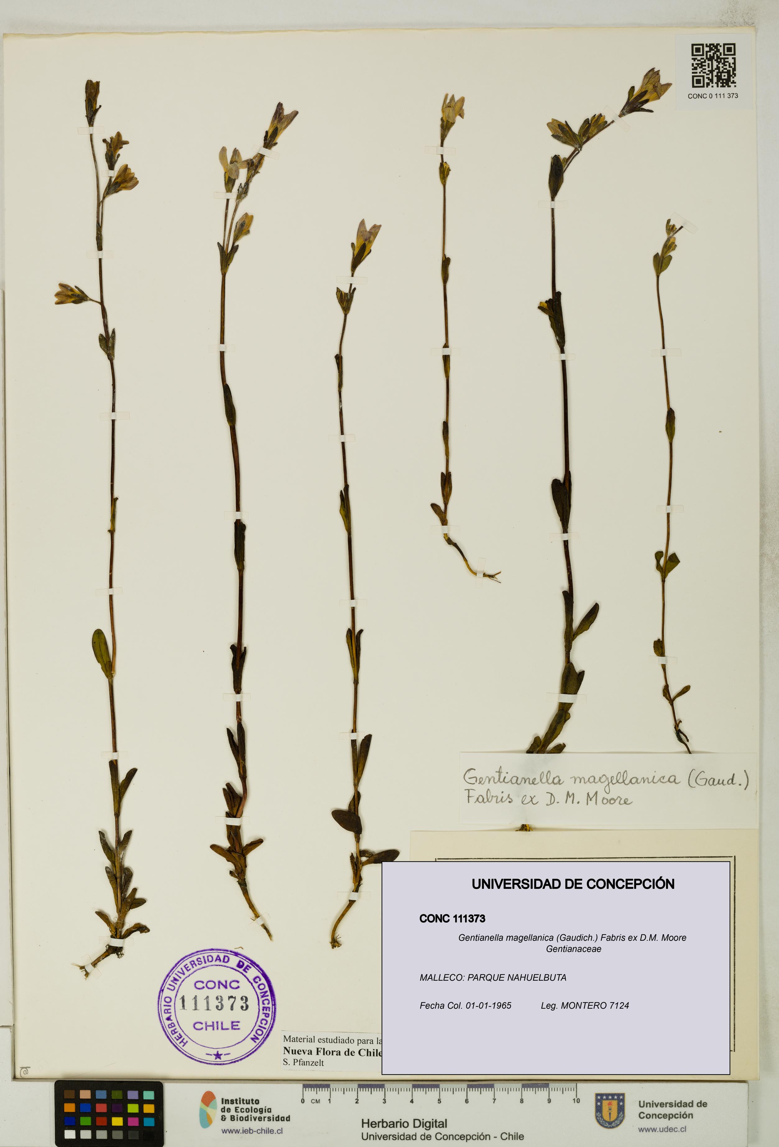 Gentianella magellanica [Espécimen: UDEC:CONC:0111373]