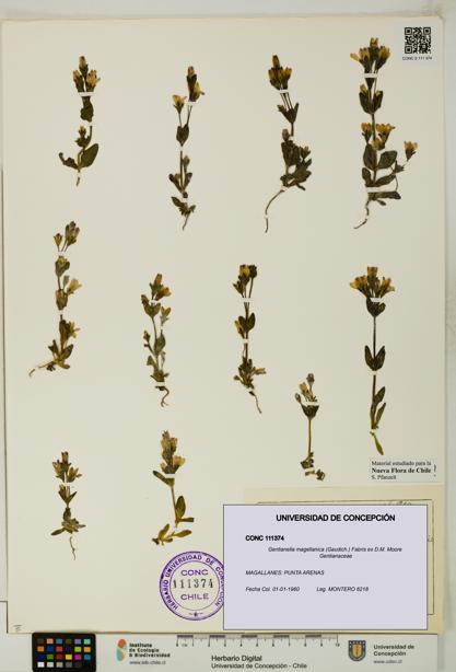 Gentianella magellanica [Espécimen: UDEC:CONC:0111374]