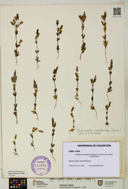 Gentianella magellanica [Espécimen: UDEC:CONC:0111375]