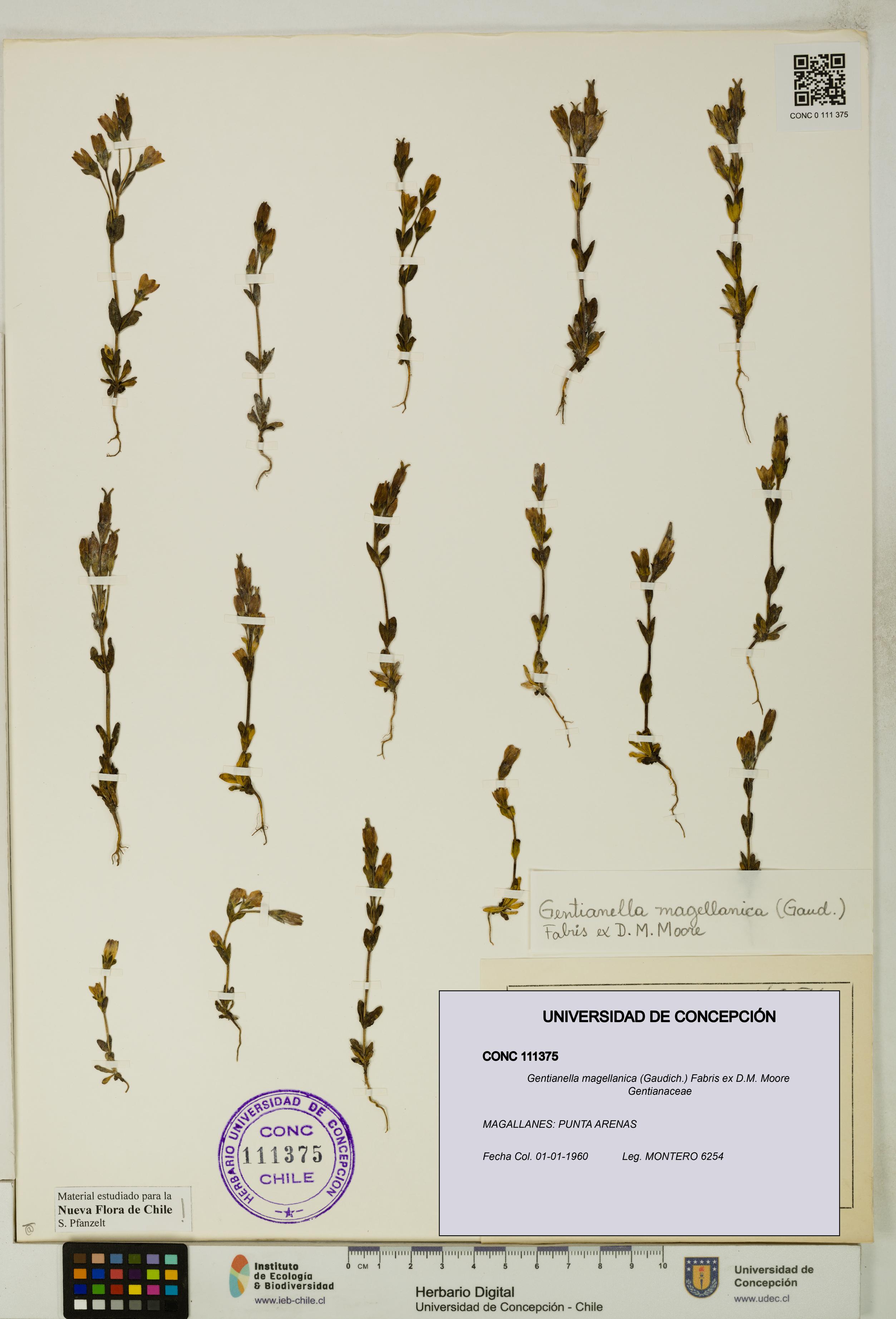 Gentianella magellanica [Espécimen: UDEC:CONC:0111375]