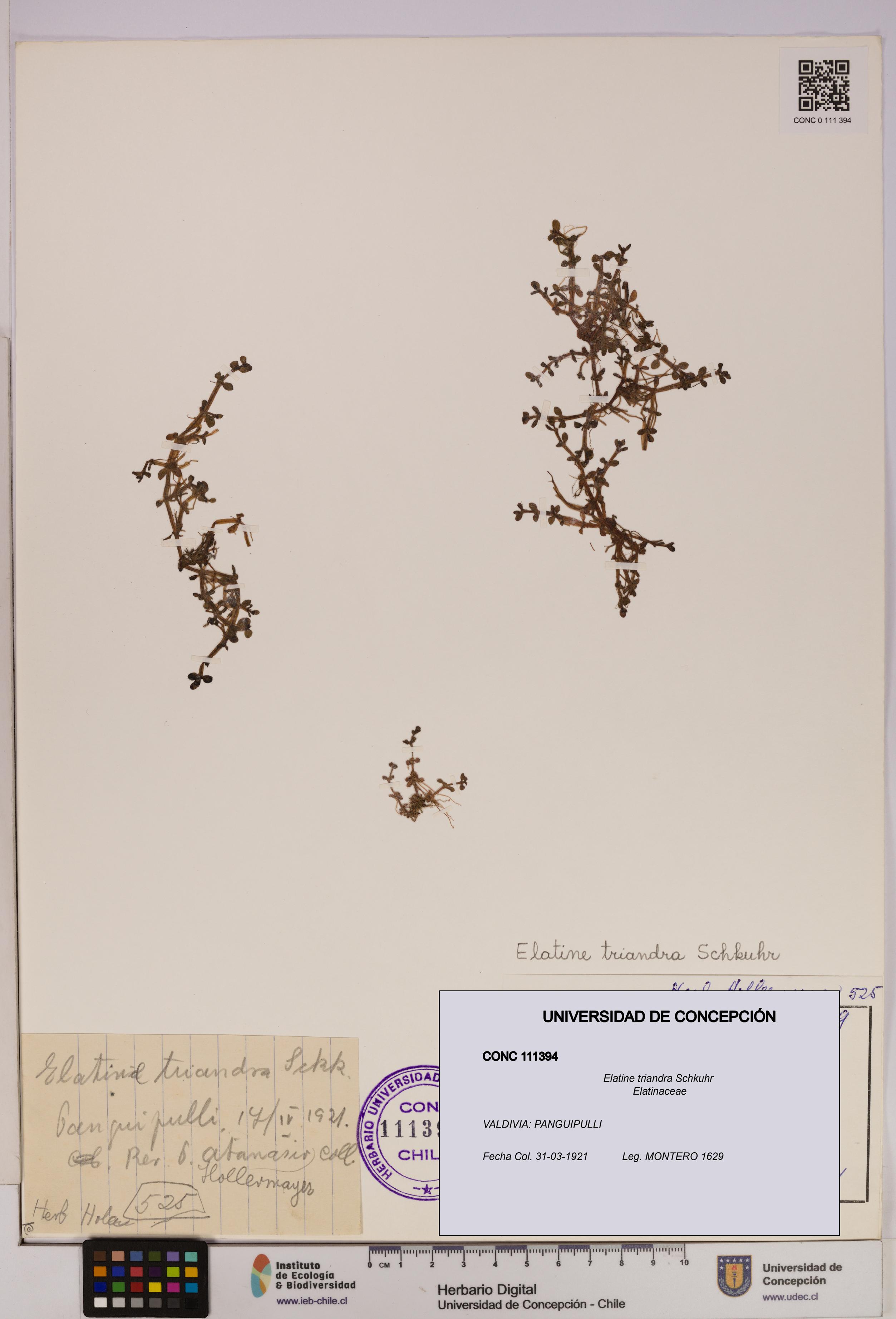 Elatine triandra [Espécimen: UDEC:CONC:0111394]