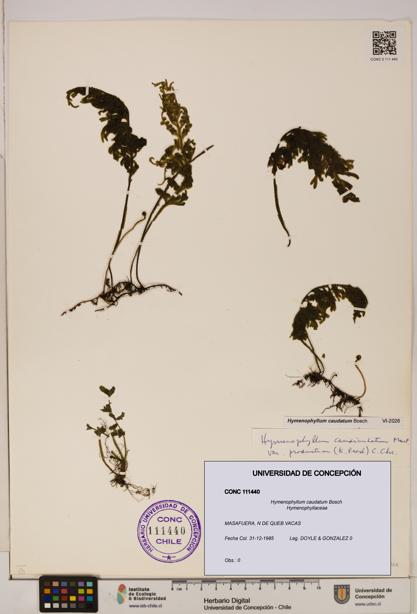 Hymenophyllum caudatum [Espécimen: UDEC:CONC:0111440]