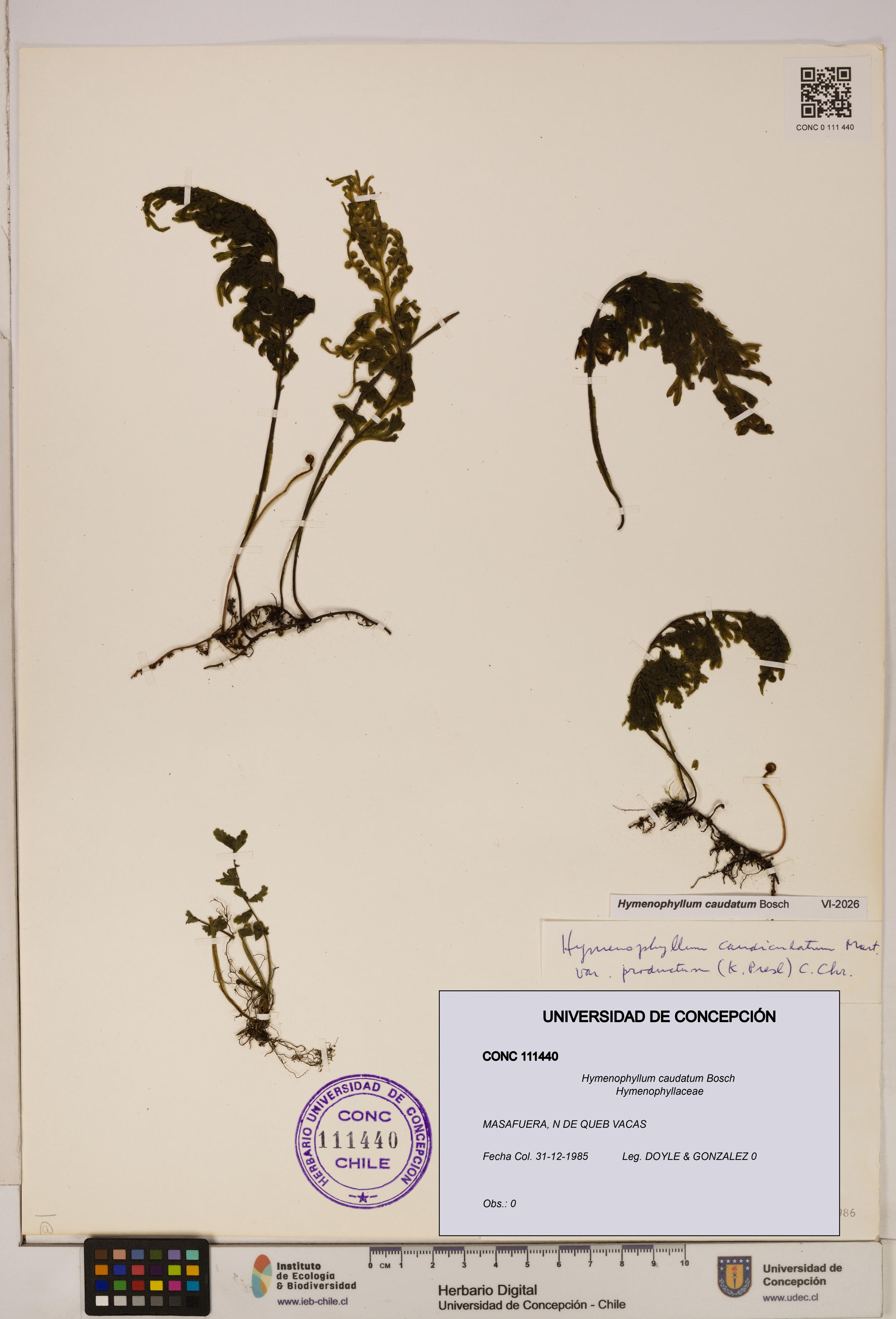 Hymenophyllum caudatum [Espécimen: UDEC:CONC:0111440]