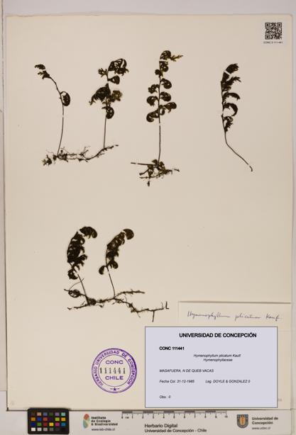 Hymenophyllum plicatum [Espécimen: ]