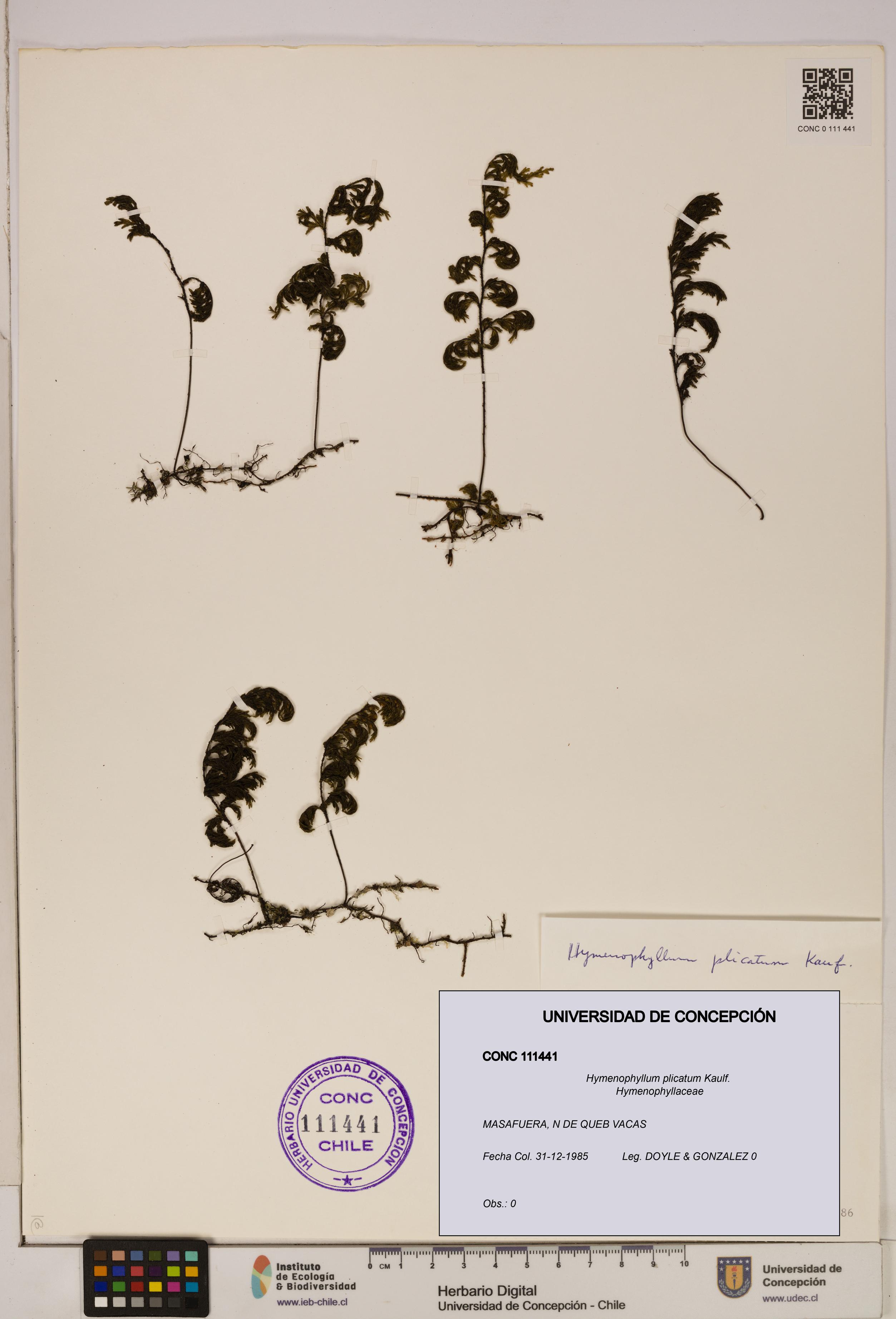 Hymenophyllum plicatum [Espécimen: ]