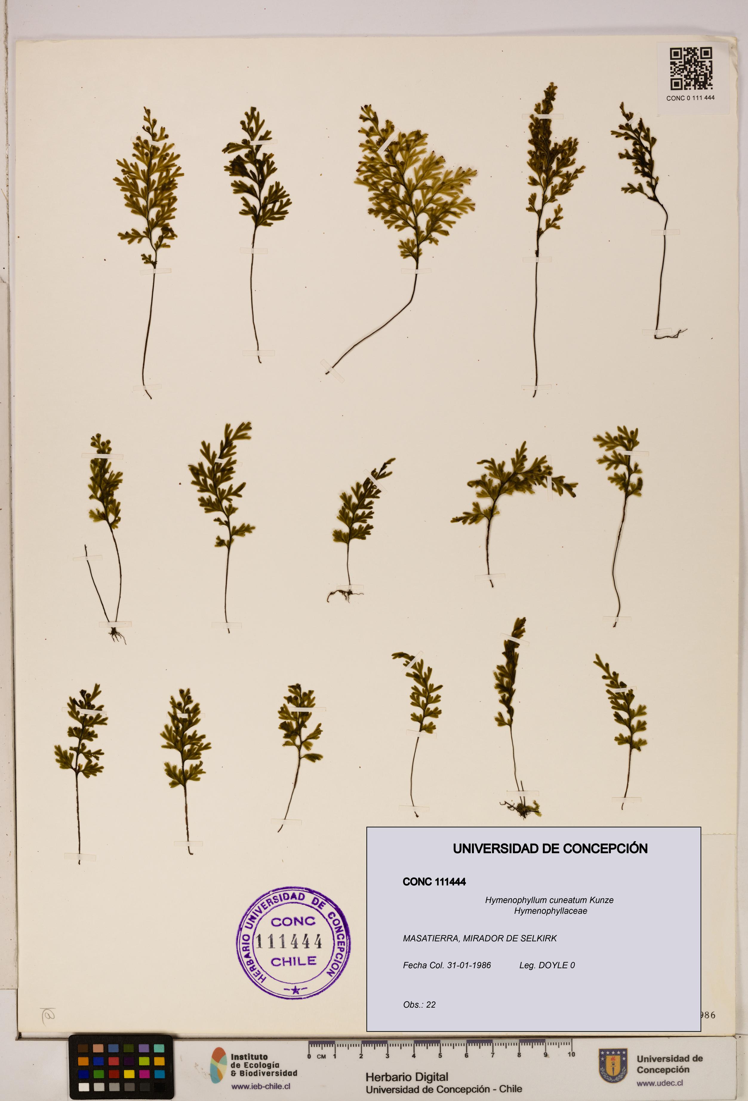 Hymenophyllum cuneatum [Espécimen: UDEC:CONC:0111444]