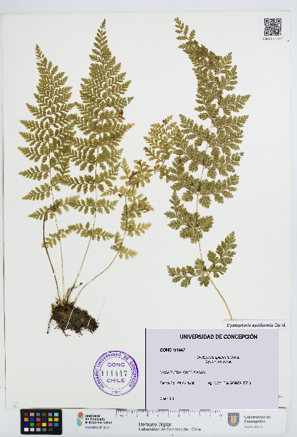 Cystopteris apiiformis [Espécimen: UDEC:CONC:0111447]