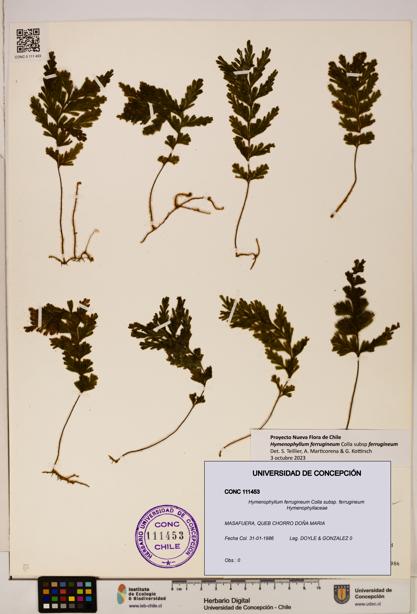 Hymenophyllum ferrugineum [Espécimen: UDEC:CONC:0111453]