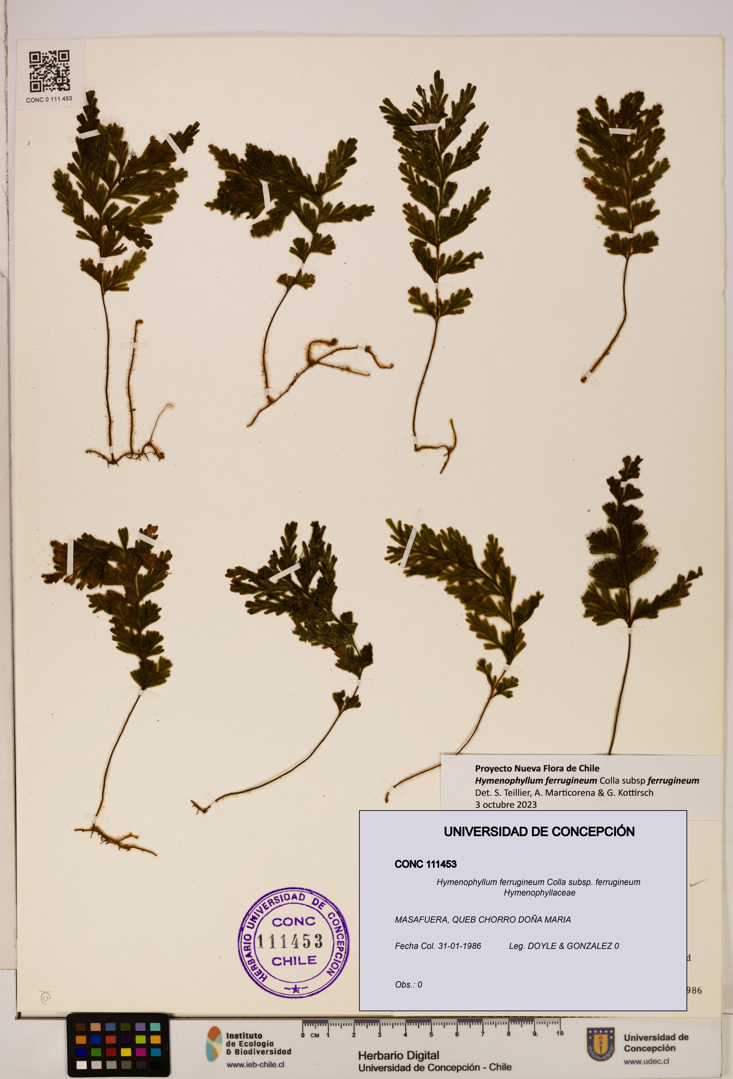 Hymenophyllum ferrugineum [Espécimen: UDEC:CONC:0111453]