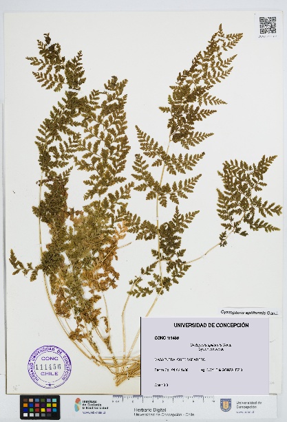 Cystopteris apiiformis [Espécimen: UDEC:CONC:0111456]