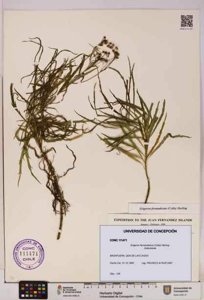 Erigeron fernandezius [Espécimen: UDEC:CONC:0111471]
